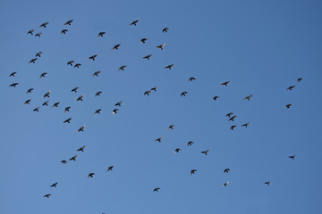 Volée d'oiseau dans ciel bleu