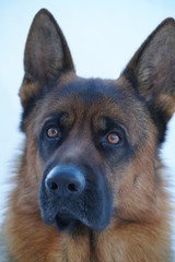 cane pastore tedesco animale domestico lupo sguardo muso