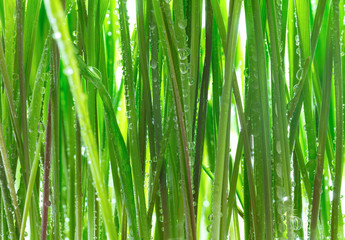 Fototapeta premium Young green wheat grass sprouts with water drops