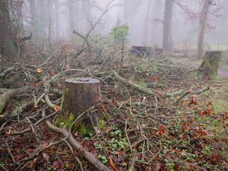 fogyy forest morning,Northern Ireland