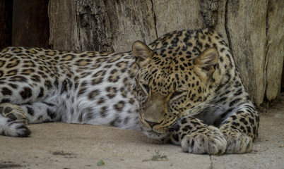 Fototapeta na wymiar Wild, Powerful leopard resting, wildlife mammal with spot skin