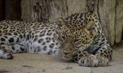 Wild, Powerful leopard resting, wildlife mammal with spot skin