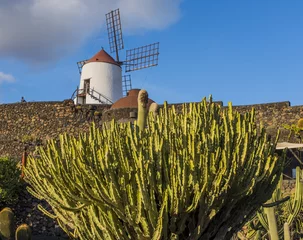 Foto op Plexiglas Cactus garden in Guatiza village, Lanzarote, Canary Islands, Spain  © vitaprague