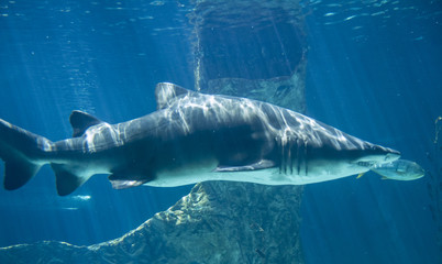 Naklejka premium dangerous and huge shark swimming under sea