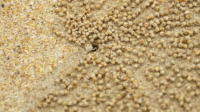 Small ghost crab making sand ball