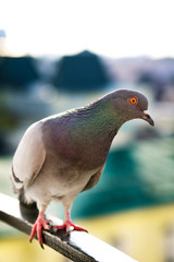 A beautiful pigeon is looking through the window.