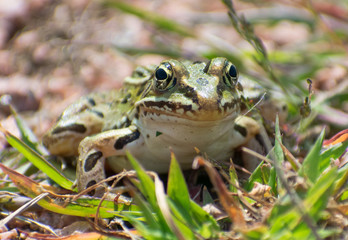 Frog Closeup