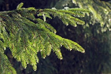 Vereiste Fichten auf dem Hohen Meißner