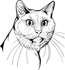 Cat portrait black and white.