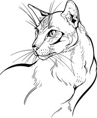 Cat portrait black and white.