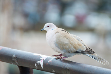 Ringed turtle dove resting on the iron bar