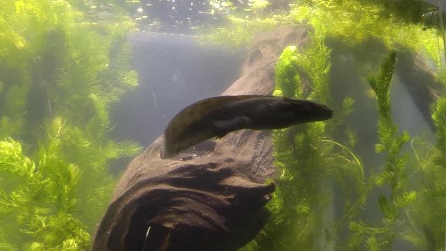 Mexican axolotl, the most mysterious and promising neotenic salamander. Hopes for stem cell research. Endangered flagship species, urgent need for conservation and restoration of habitat
