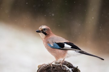 Eurasian jay ( Garrulus glandarius)