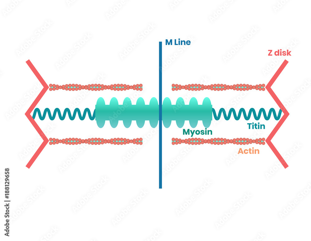 Wall mural heart muscle proteins and philament structure. myosin, actin and titin illustration