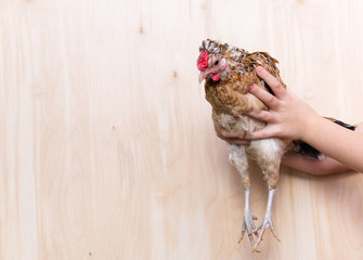 hen decorative in children's hands