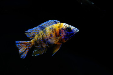 Malawi fish cichlid