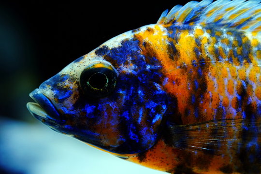 Malawi fish cichlid