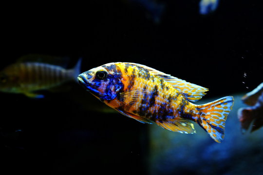 Malawi fish cichlid