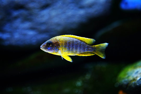 Malawi fish cichlid