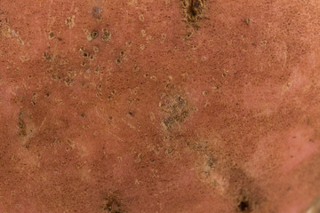 Sweet potato  background