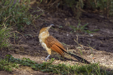 Burchell Coucal in Mapungubwe National park, South Africa