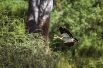 Egyptian Goose in Mapungubwe National park, South Africa