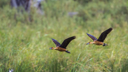 Fulvous Whistling-Duck in Mapungubwe National park, South Africa