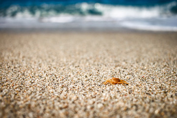 Fototapeta na wymiar little crab is in the sand to the sea