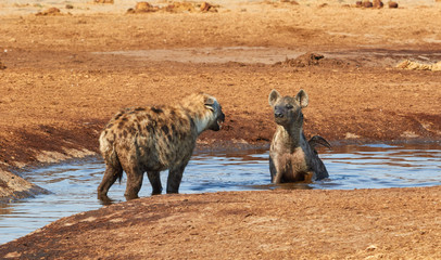 Bathing Hyena in Botswana