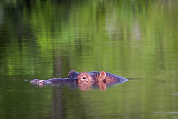 Fototapeta premium Hippopotamus in Kruger National park, South Africa