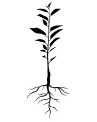 Silhouette annual cherry tree seedling