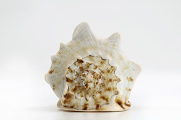 Muschel, frontansicht isoliert auf weiß