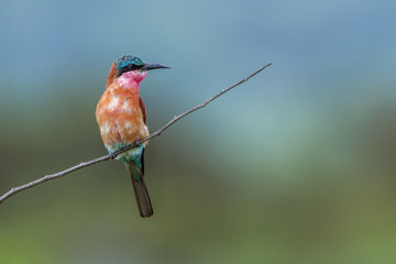 Southern Carmine Bee-eater in Kruger National park, South Africa