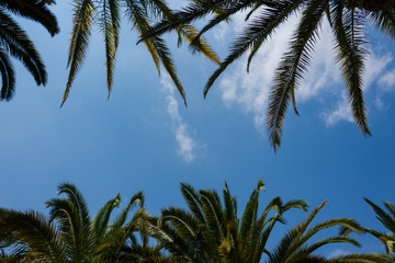 Obraz premium Beauty coconut palms on the blue sky background.