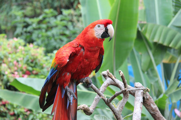 Perroquet du Guatemala