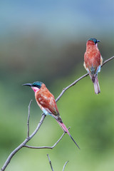 Southern Carmine Bee-eater in Kruger National park, South Africa