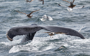 Tail of a humpback whale