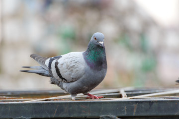 City pigeon