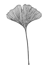 Ginkgo leaf vector black on white background 