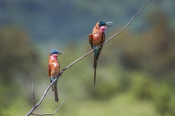 Southern Carmine Bee-eater in Kruger National park, South Africa