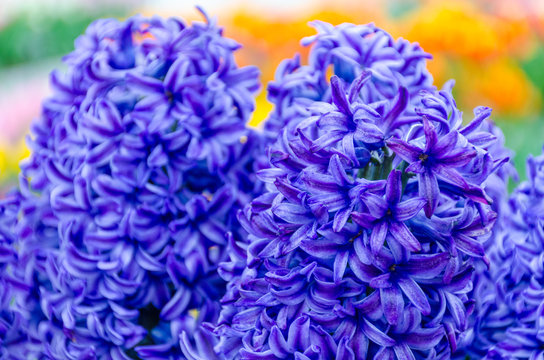 Blue hyacinths in the garden of Keukenhof, Netherlands