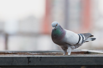 City pigeon