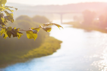 a branch of linden in the foreground in the background a blurred bridge and a wide river