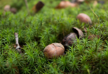 Acorns in a moss