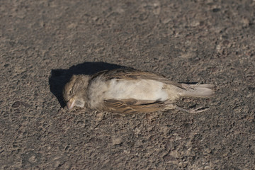 Dead bird. Road wars - death of a Sparrow. The killing of a bird. Death from the car.