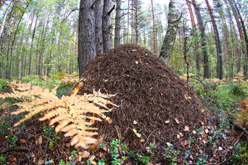 a large anthill close-up against a pine forest. fish eye lens