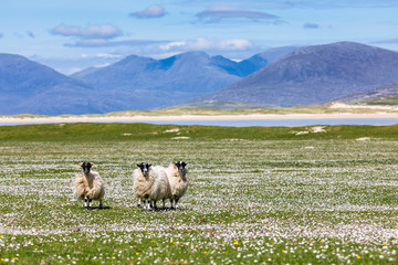 Sheep on the machair (wild flowers) with the mountains of Harris