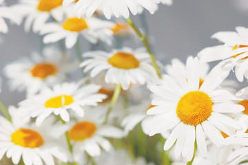 Fototapeta premium Flowering. Blooming chamomile field, Chamomile flowers.