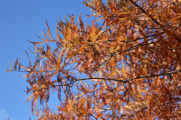 Aufrechte Sumpfzypresse (Taxodium distichum var. imbricarium)