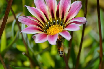flower bee